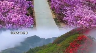 不同的氣候，不同的土地，相同的史心中的信仰！一只映山紅串聯(lián)起兩地的紅色記憶
