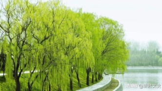 清明插柳，柳樹為何又是離別的象征？五千字說透中國人的柳樹情結(jié)
