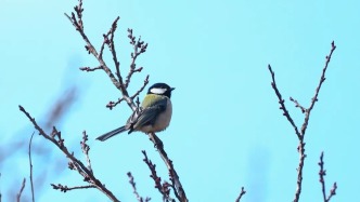 保護(hù)生物多樣性丨武山縣沿安鄉(xiāng)：生態(tài)蝶變引珍禽 綠美鄉(xiāng)村促振興