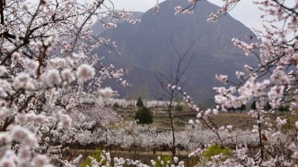 甘肃东乡：万亩杏花迎客来