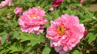 驚艷！4月的濟(jì)南，藏著一片“國色天香”！