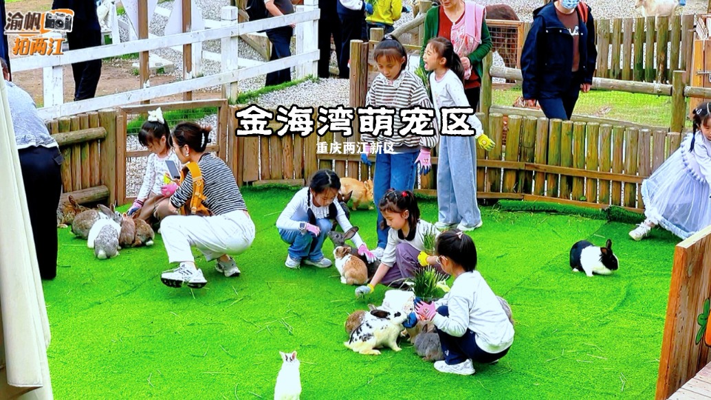 周末漫游重慶金海灣，萌寵區(qū)超治愈，兔子、羊駝、小鹿特別受歡迎