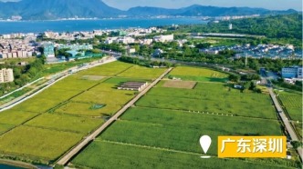 一株“多年生稻”激活鄉(xiāng)村振興新動(dòng)能