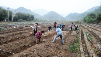 不負好春光！懷集藍鐘春耕生產(chǎn)熱火朝天