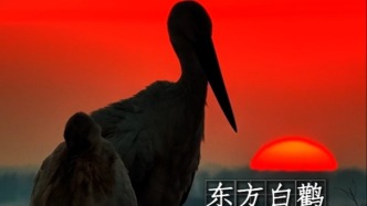 蹲守七天七夜只為這一刻！吉林大哥拍到東方白鸛相互梳羽