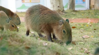 南昌動(dòng)物園8只“卡皮巴拉”亮相
