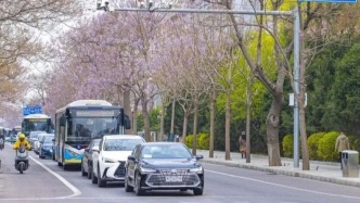 亦城四月，泡桐花開！赴一場紫色的春日之約