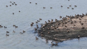 南磯濕地迎來夏候鳥“先頭部隊”