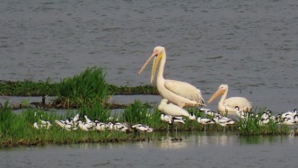 白鵜鶘首現(xiàn)湖州？