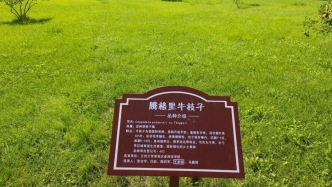 【三足鼎立 · 轉(zhuǎn)化賦能】從一株小草到一片綠原：蘭大鄉(xiāng)土草的成果轉(zhuǎn)化之路