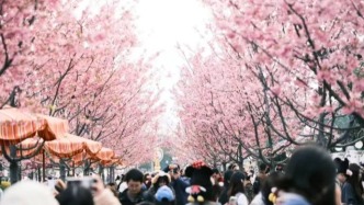 2026“上海櫻花指數(shù)”發(fā)布：全市180處賞櫻地哪里人氣最旺？