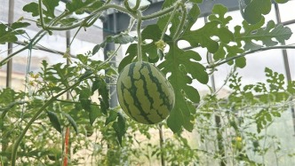 高原春日果飄香 拉薩時令鮮果集中上新