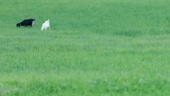 人生live！沙坪壩版“歌倫貝爾大草原”上線，準確位置就在......