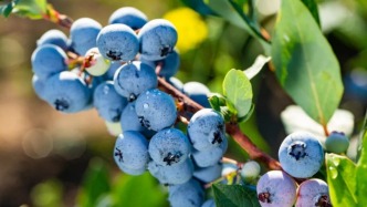 關(guān)于藍(lán)莓的消費(fèi)提示