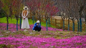 隴原春色引客來，“賞花經(jīng)濟”激活鄉(xiāng)村旅游市場活力