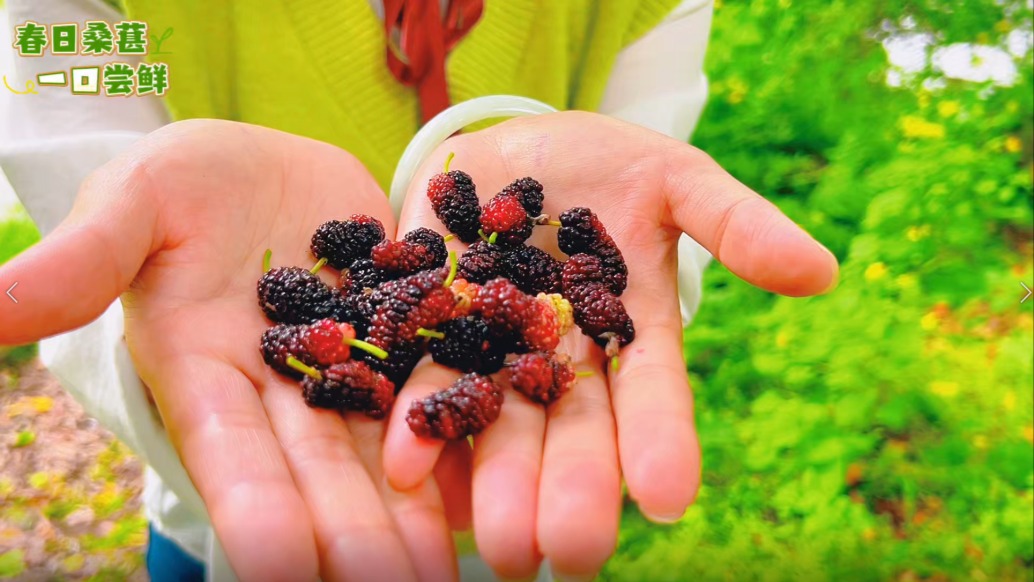 重慶春游，在海子湖畔采摘桑葚，酸甜爆汁，滿口都是春天的味道