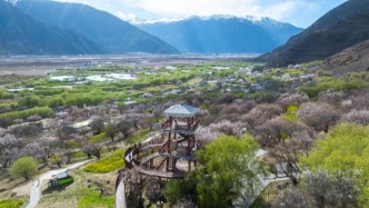 春日經(jīng)濟(jì)新圖景｜春染雪域，“桃花沐雪”繪出好“錢”景
