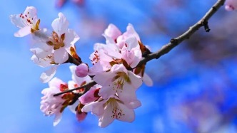 桃花灼灼美爆了！來(lái)延吉賞花正當(dāng)時(shí)