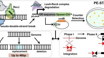 生物工程學(xué)院科研團(tuán)隊(duì)在高效基因編輯技術(shù)研究領(lǐng)域取得突破性進(jìn)展