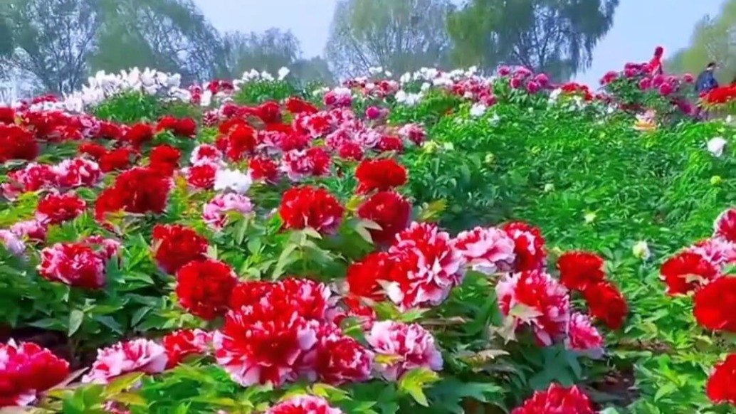 菏泽牡丹甲天下，花开时节动京城，人间最美