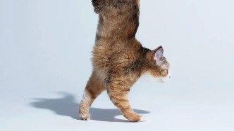 是生意也是愛，對話烏魯木齊4位寵物行業(yè)工作者