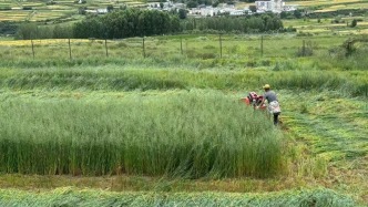 牦牛產(chǎn)業(yè)“壯”起來 群眾口袋“鼓”起來