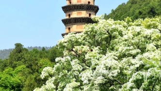 最美人間四月天，來濟(jì)南靈巖寺可以賞到哪些花？