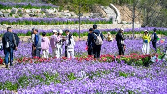 就在濟(jì)南！這片藏在山野里的紫色花海秘境，美爆了！