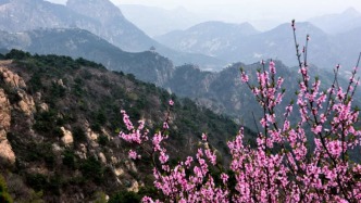 花開成海！濟(jì)南香山已美成仙境，邂逅一場春日浪漫！