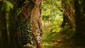 生态艺术治疗｜森林浴：大自然的治愈力量