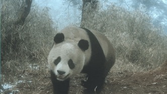 央視關(guān)注！大熊貓“私生活”曝光