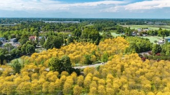 追花？崇州這三百畝太“金”艷！