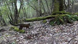 慈巴沟国家级自然保护区首次捕捉到云猫活动影像