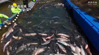 一口鮮魚，一城春色。2026吉林市開江魚美食季，即將盛大啟幕