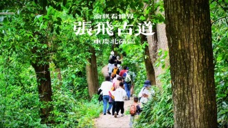 漫游重慶張飛古道，沿途古樹參天，濃蔭蔽日，親子徒步超舒服