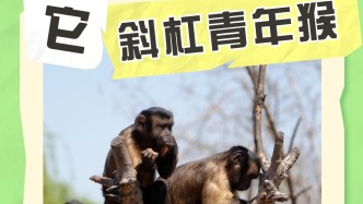 濟(jì)南野生動(dòng)物世界的斜杠青年猴，上次當(dāng)保潔，猜猜這次它是什么身份？