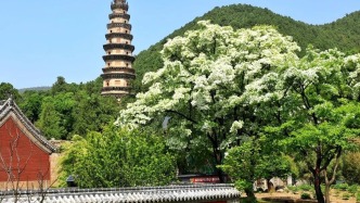 灵岩“四月雪”即将上线！千年流苏开花，是四月最值得奔赴的花事~