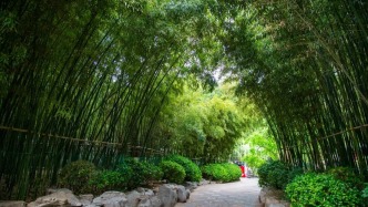 趵突泉的“竹”夠精彩，這份守護請查收！