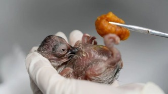 德清朱鹮宝宝破壳了！背后有他们守护