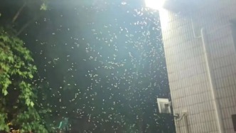 重要！上海兩部門發(fā)文提醒：散白蟻高發(fā)期到來！如何預(yù)防？正規(guī)防治服務(wù)怎么申請？