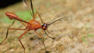 這也是蒼蠅？你怕不是在逗我｜科學(xué)世界·昆蟲與植物