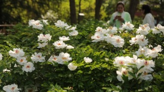  山東青島：國學(xué)公園牡丹盛開，游客樂賞其美 