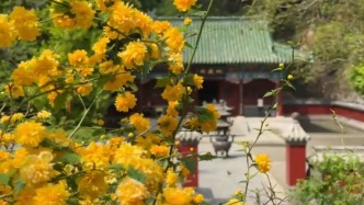 古刹繁花盛开，即将“四月飞雪”，济南藏着一个治愈“乌托邦”！