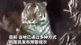 吉林又現(xiàn)“大王巡山”，網(wǎng)友敦化偶遇野生東北虎