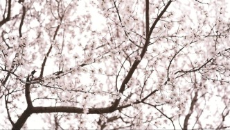 雙線貫通+六域聯(lián)動：通化如何讓“春日經(jīng)濟”一路生花？