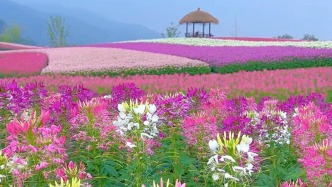 在匆匆的光陰里，做一個(gè)看花的人，不急不緩，只聞花香不談悲喜，日子便會(huì)日久彌香.