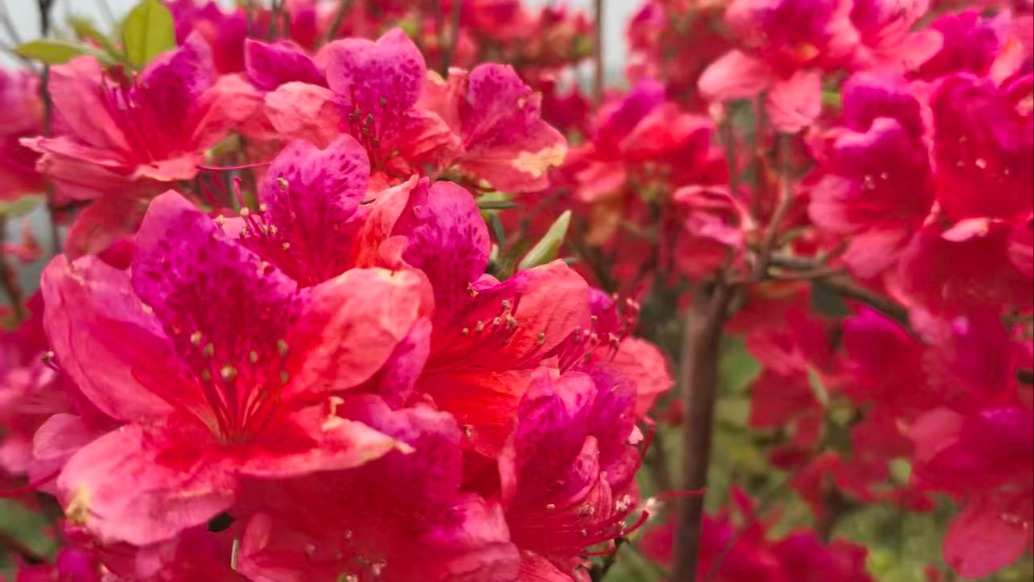  满山映山红，那是最绚烂的红色记忆