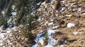 保護(hù)生物多樣性丨民樂(lè)：“巖壁精靈”見證祁連山生態(tài)保護(hù)成效