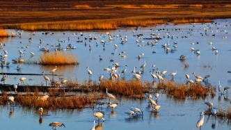 太震撼！全球60%白鶴在此集結(jié)