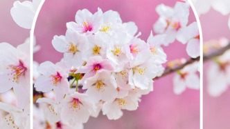 凈月賞花指南發(fā)布，花期、地點(diǎn)全在這里